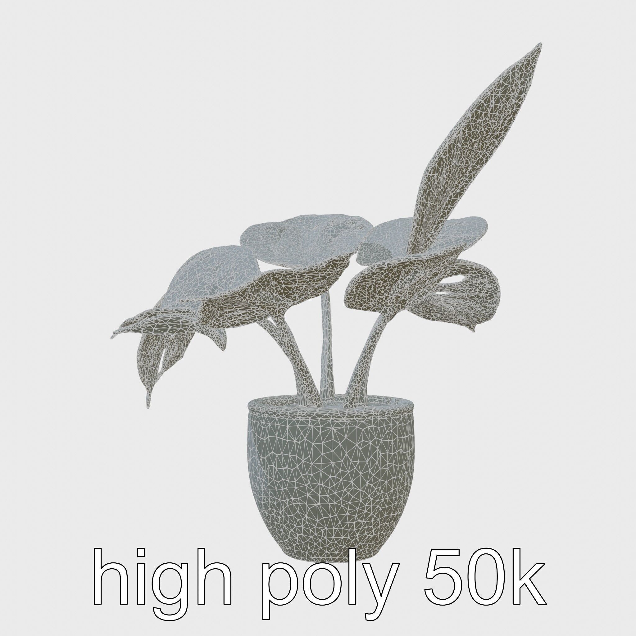 Potted Alocasia Luxurious Decorative model pack Low-poly 3D model_25