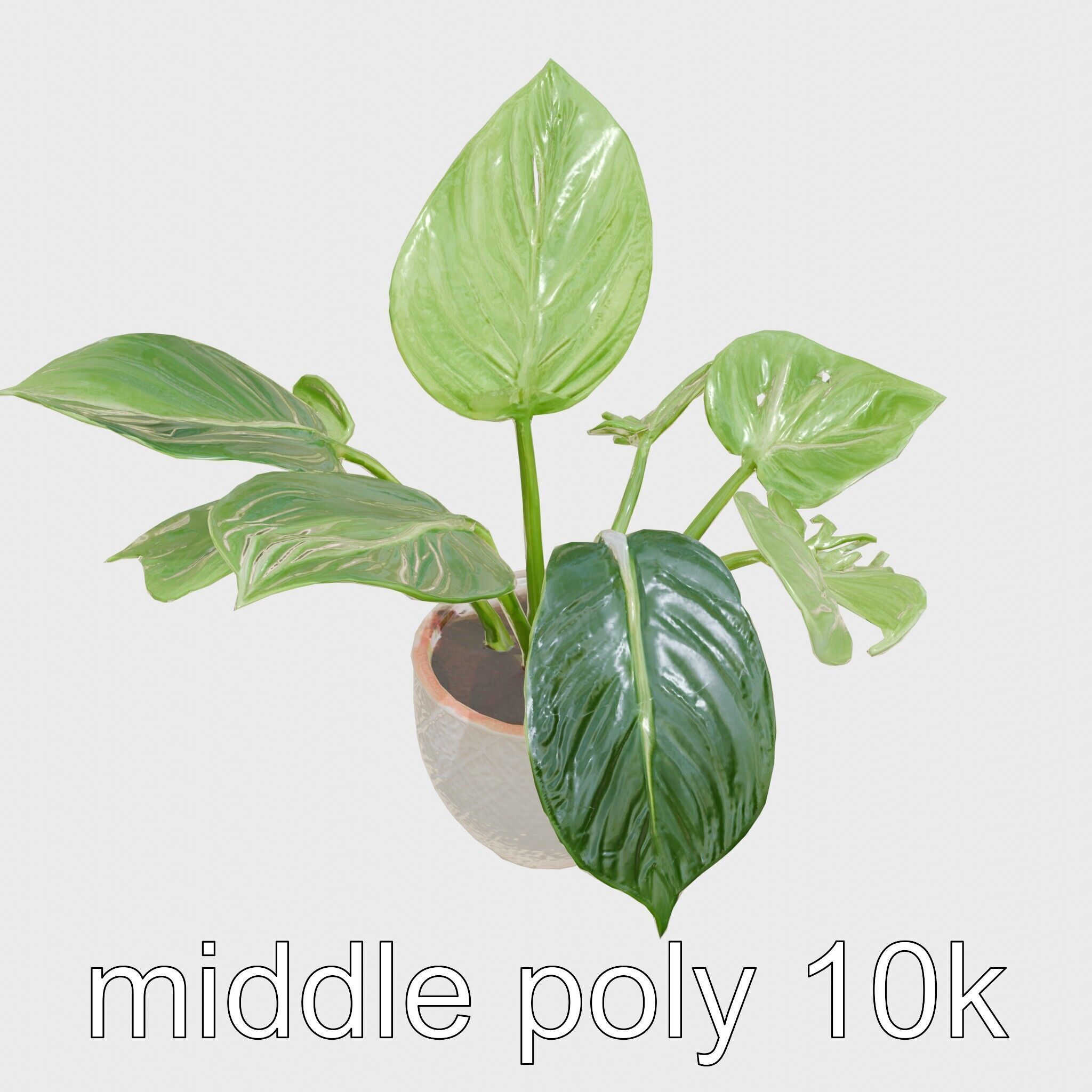 Potted Alocasia Luxurious Decorative model pack Low-poly 3D model_12