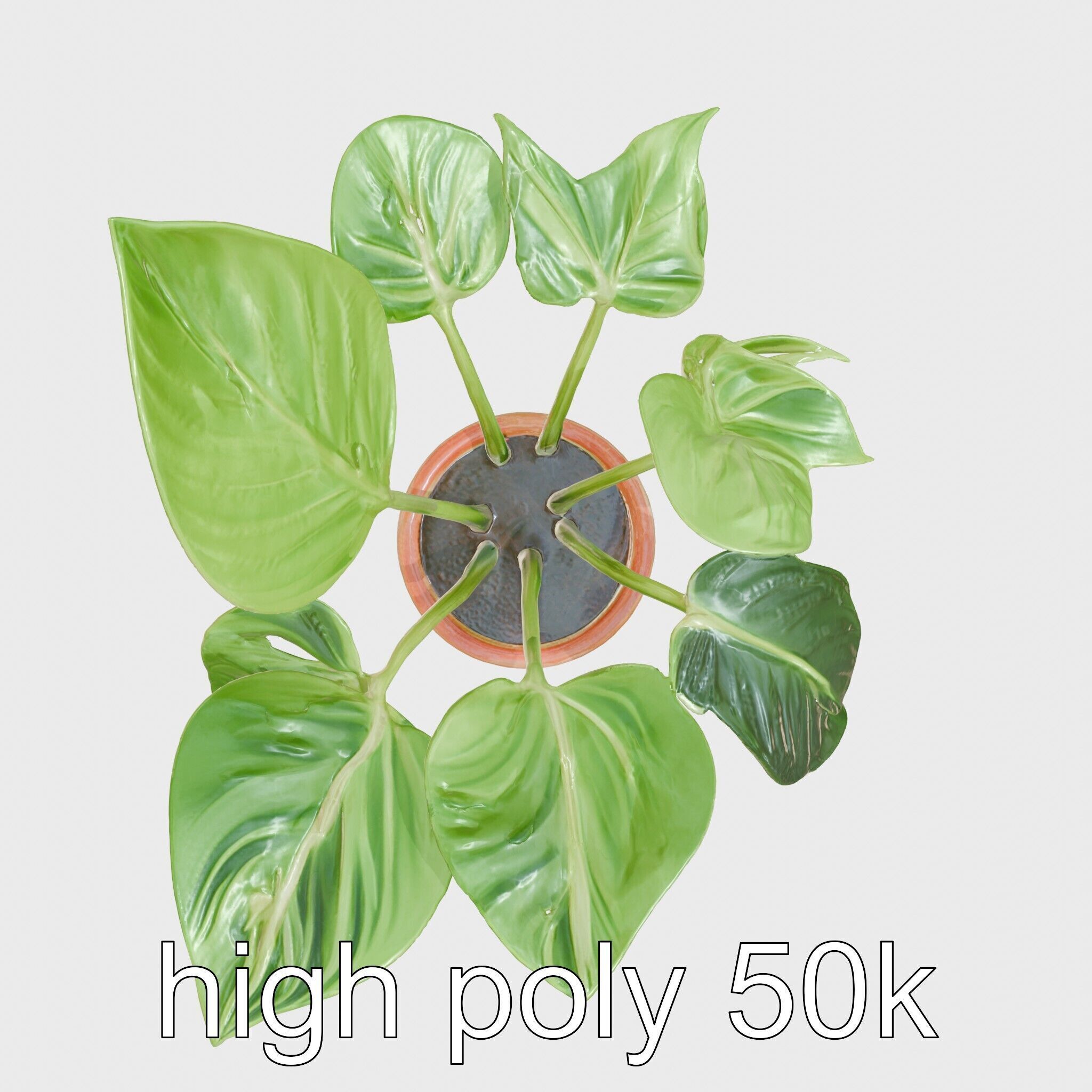Potted Alocasia Luxurious Decorative model pack Low-poly 3D model_11