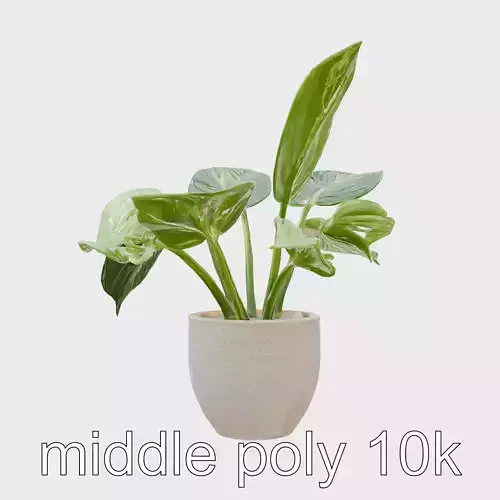 Potted Alocasia Luxurious Decorative model pack Low-poly 3D model