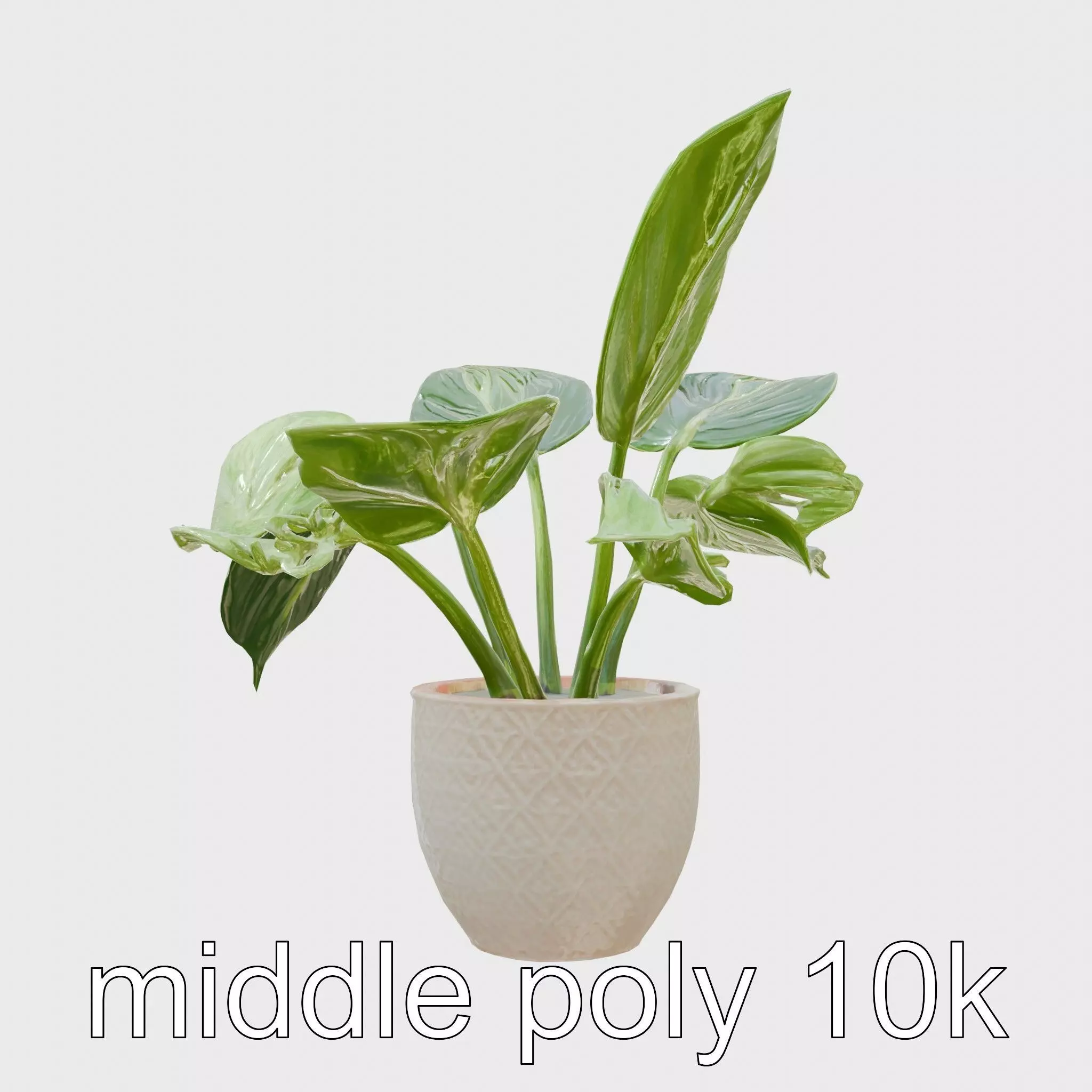 Potted Alocasia Luxurious Decorative model pack Low-poly 3D model_0