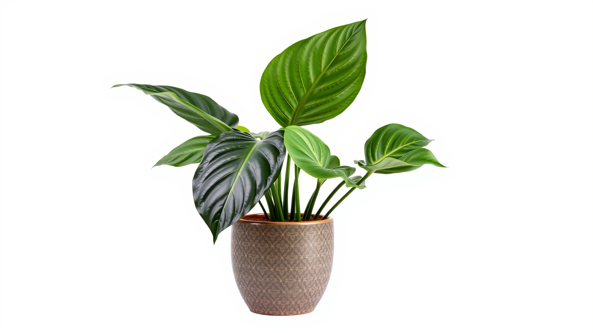 Potted Alocasia Luxurious Decorative model pack Low-poly 3D model_6