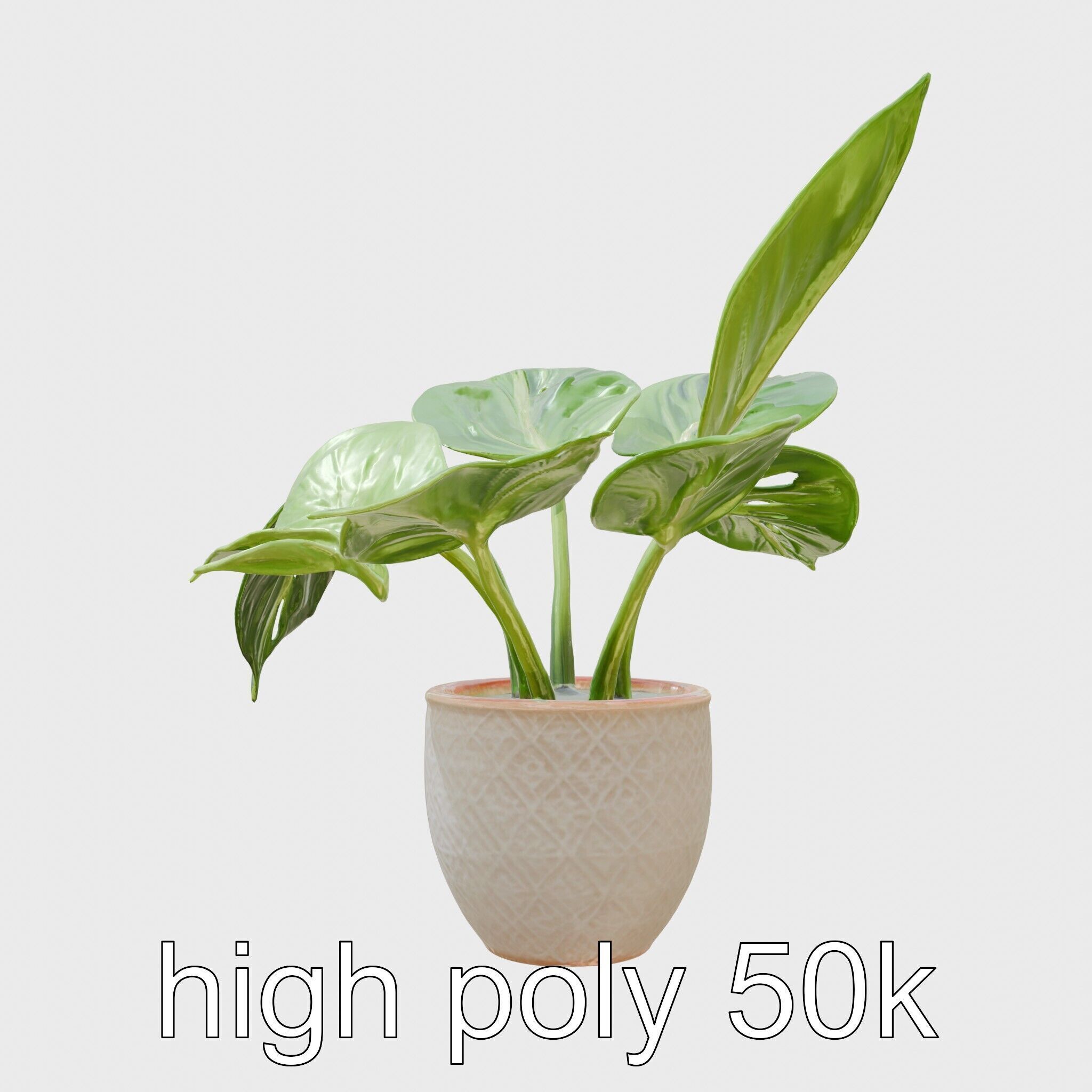 Potted Alocasia Luxurious Decorative model pack Low-poly 3D model_15