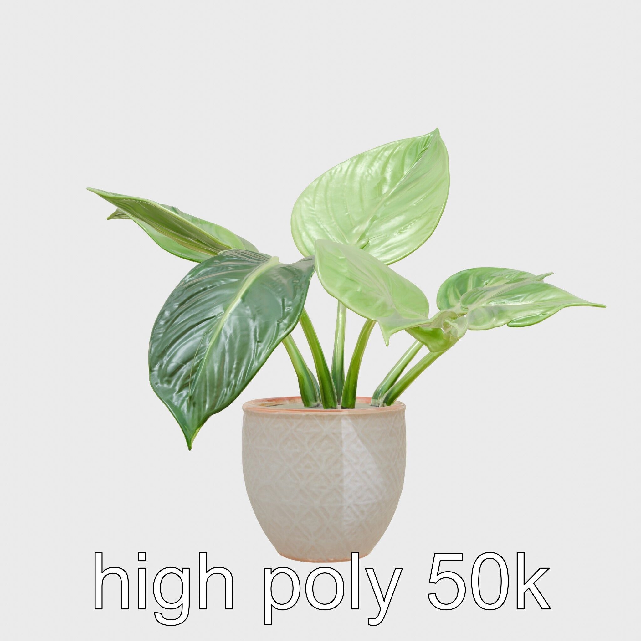 Potted Alocasia Luxurious Decorative model pack Low-poly 3D model_5