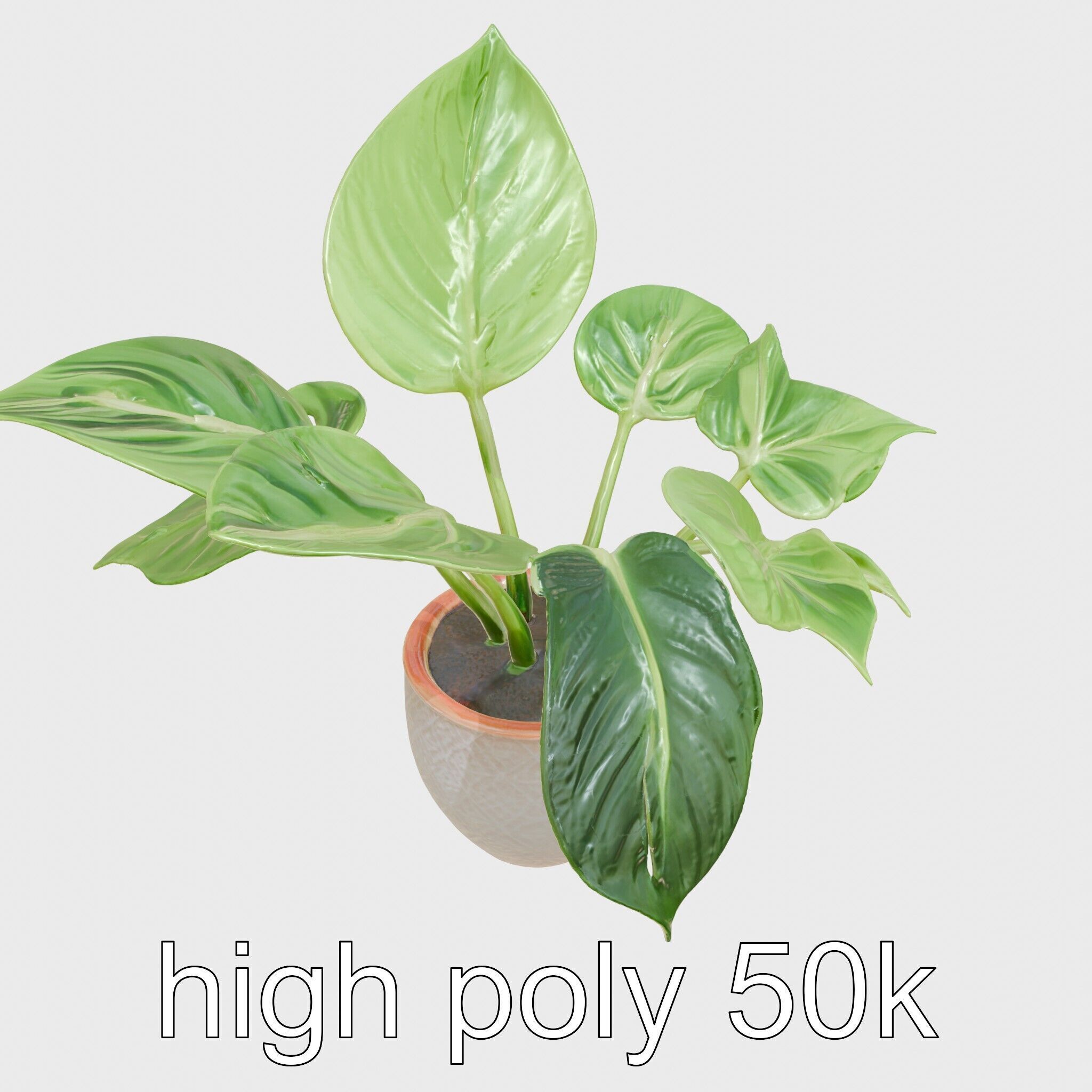 Potted Alocasia Luxurious Decorative model pack Low-poly 3D model_16