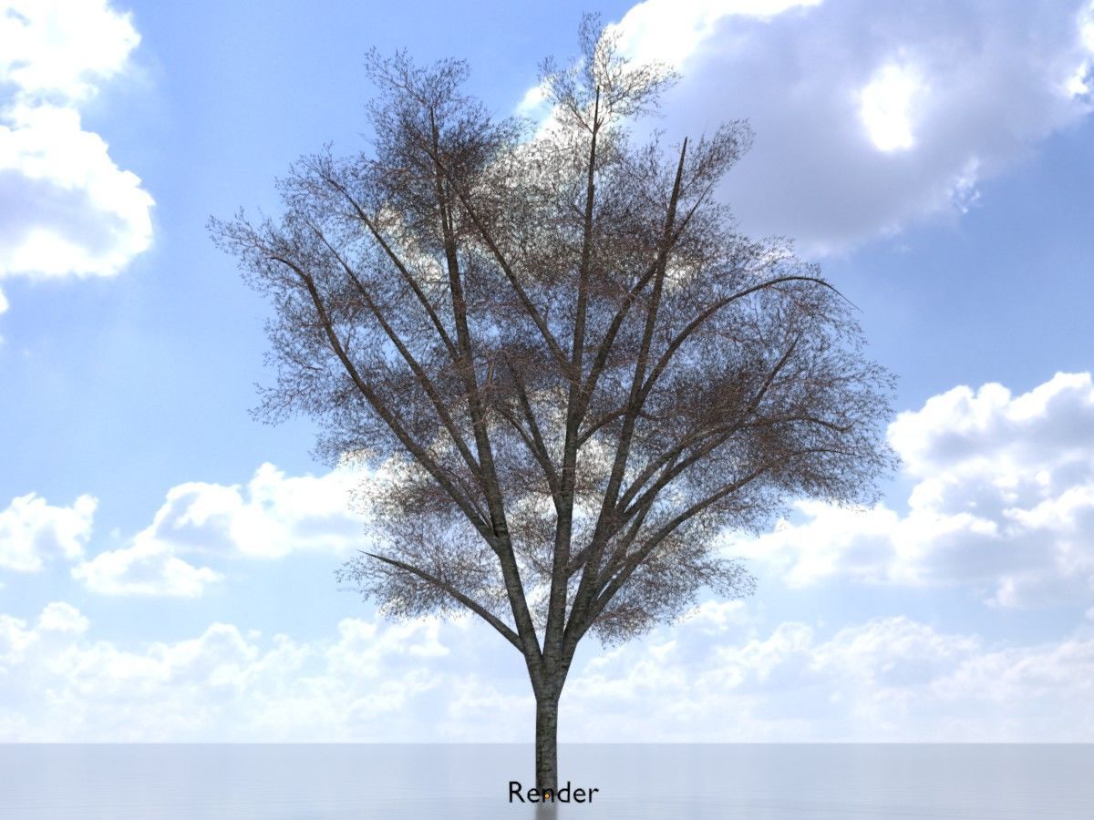 Hazelnut Tree Winter Package 3D Model Collection_63