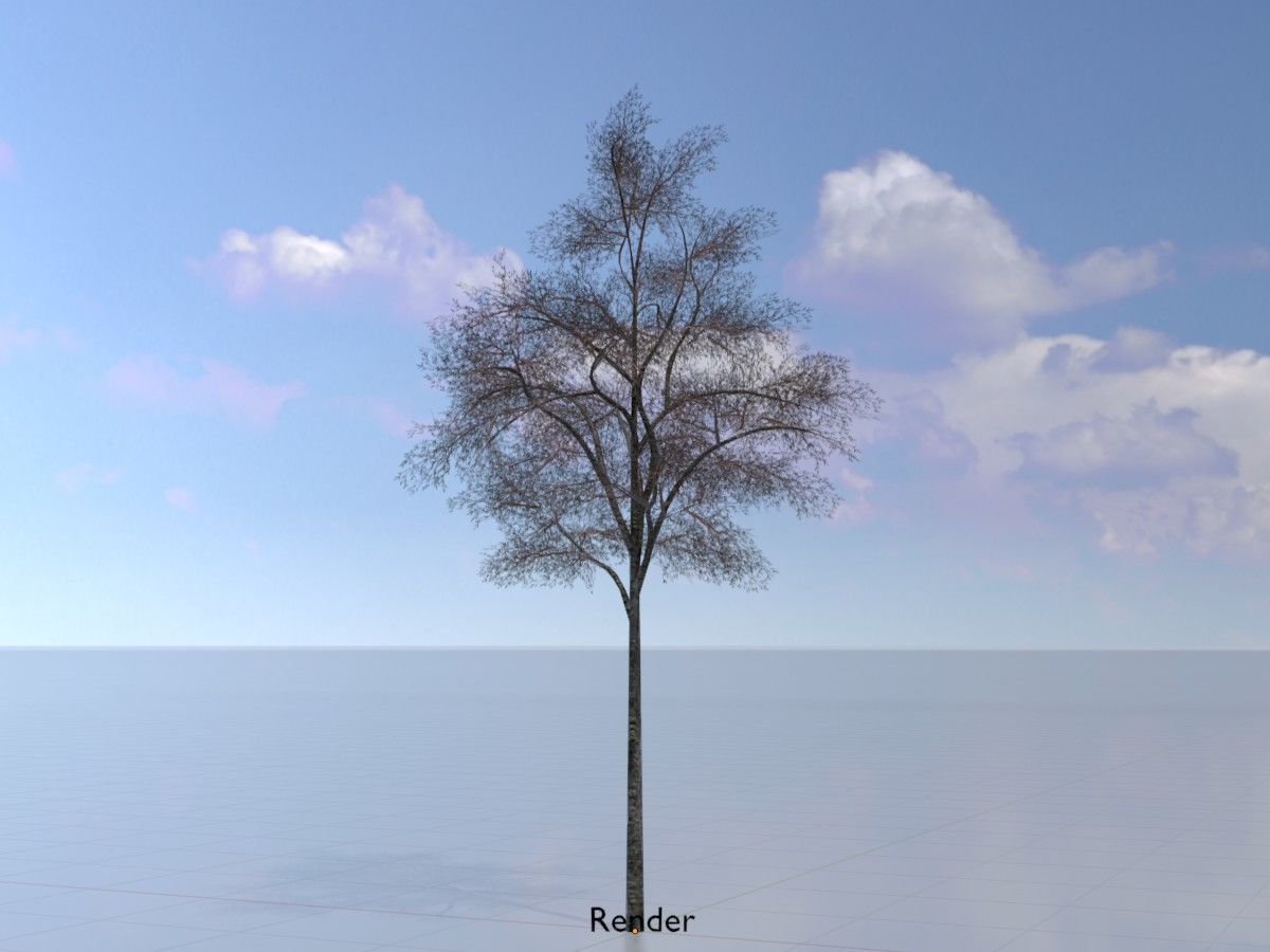 Hazelnut Tree Winter Package 3D Model Collection_45