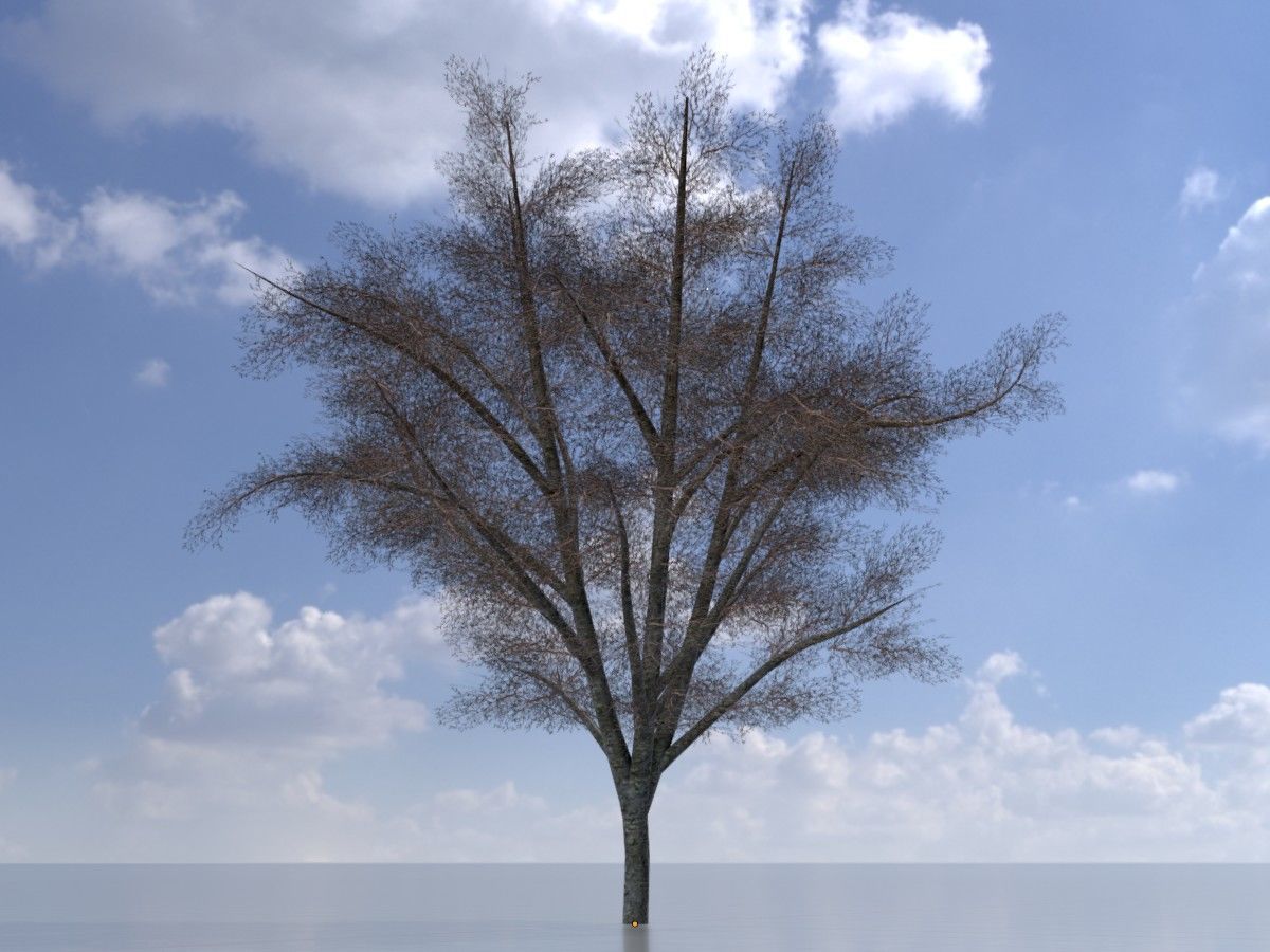 Hazelnut Tree Winter Package 3D Model Collection_52