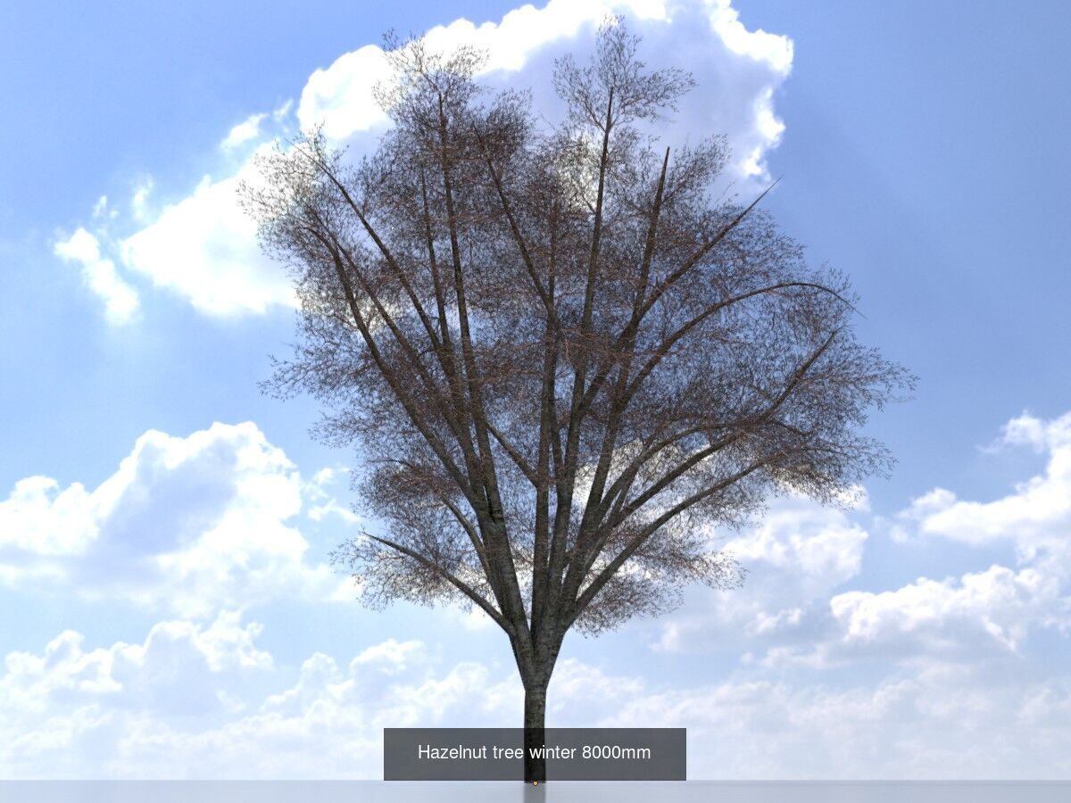 Hazelnut Tree Winter Package 3D Model Collection_10
