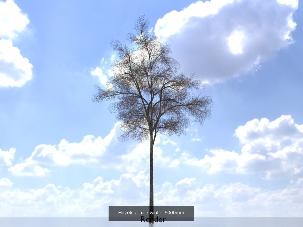 Hazelnut Tree Winter Package 3D Model Collection_8