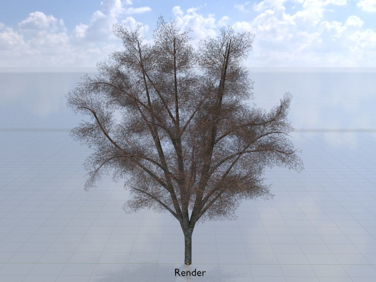 Hazelnut Tree Winter Package 3D Model Collection_64