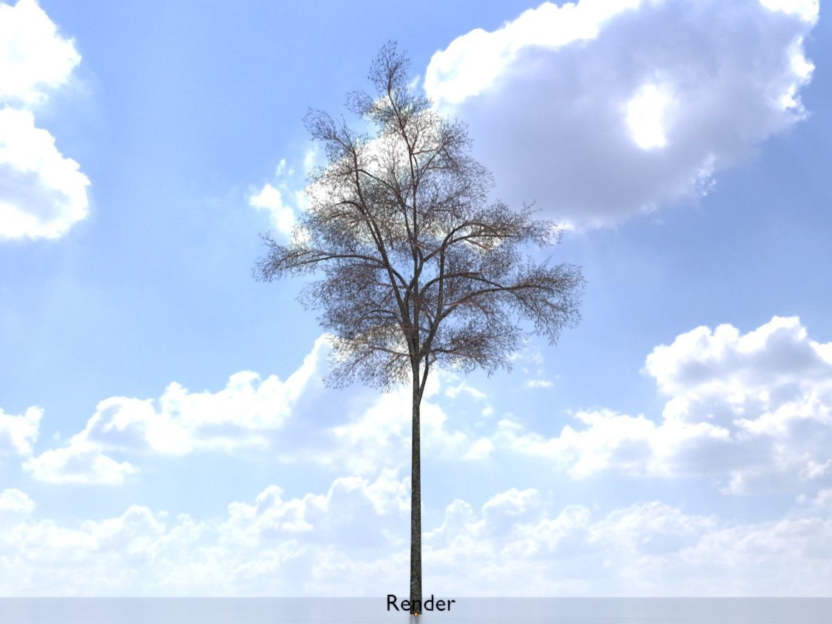 Hazelnut Tree Winter Package 3D Model Collection_43