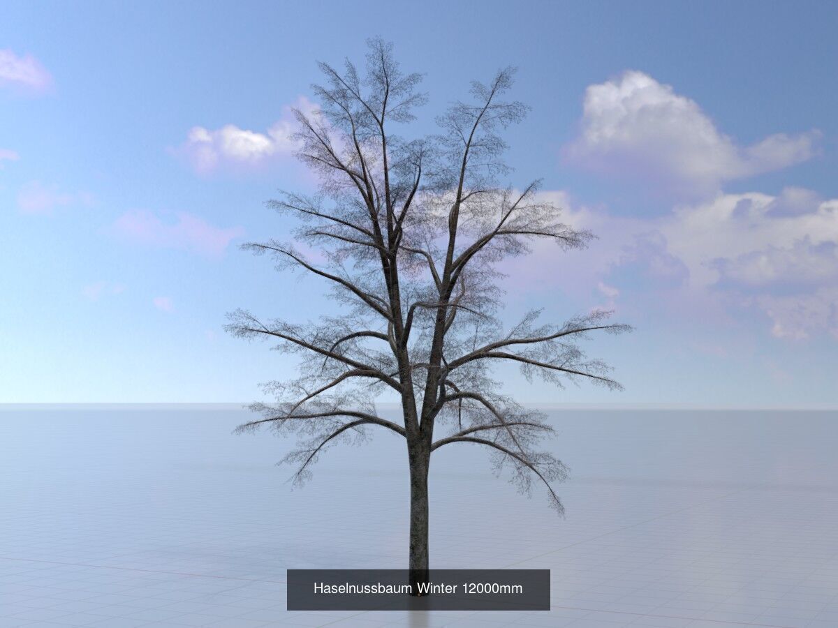 Hazelnut Tree Winter Package 3D Model Collection_12