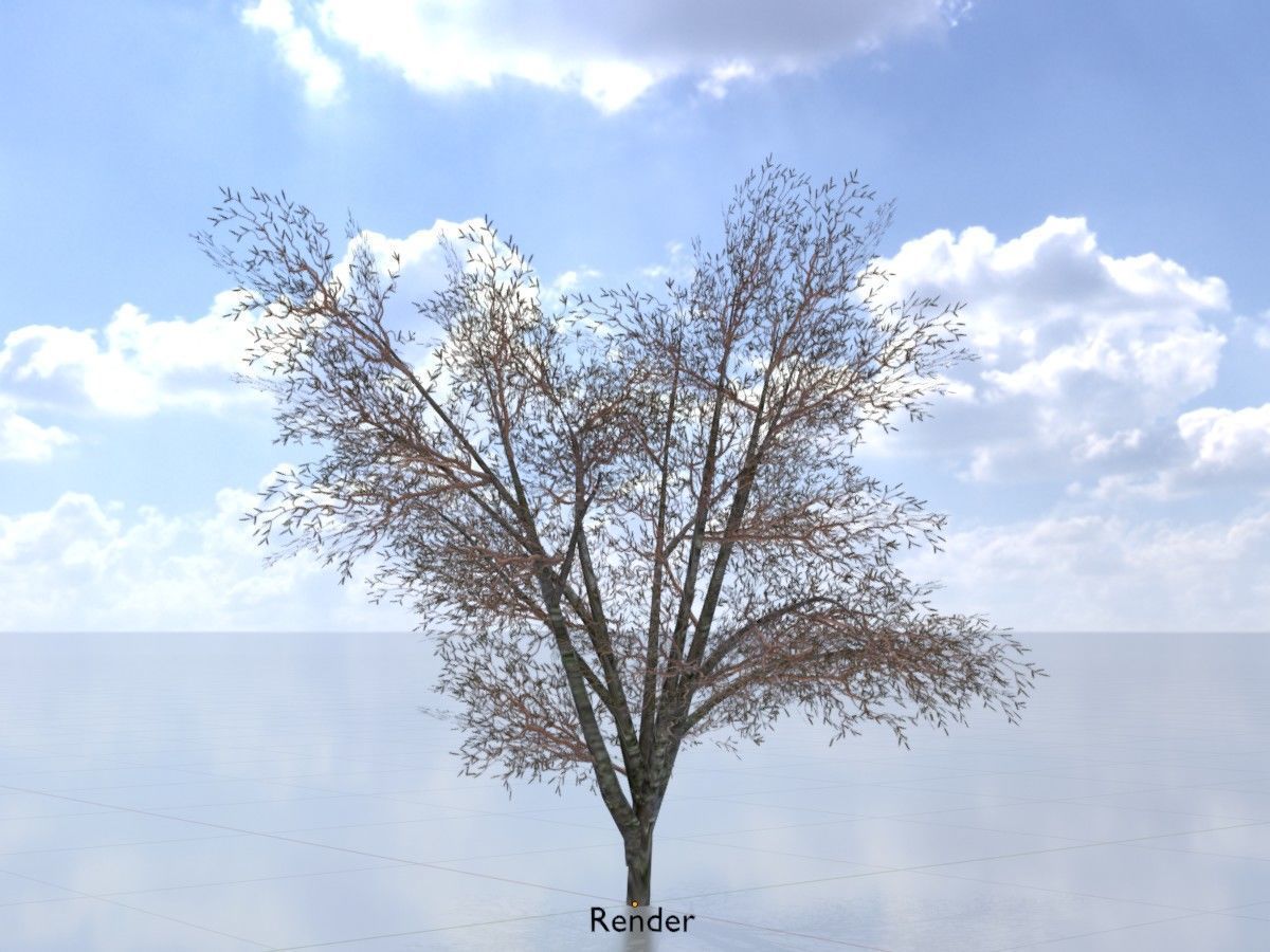 Hazelnut Tree Winter Package 3D Model Collection_23