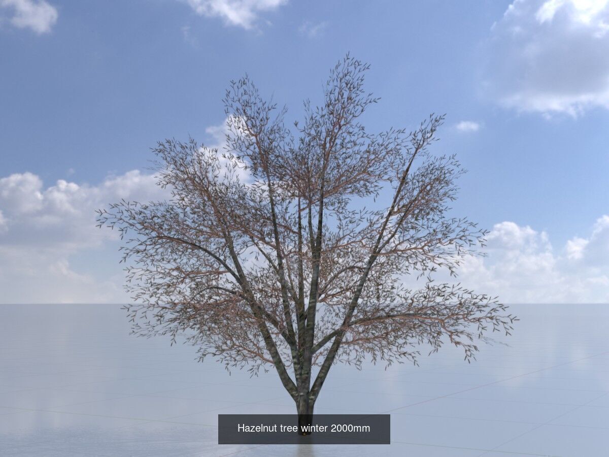 Hazelnut Tree Winter Package 3D Model Collection_6