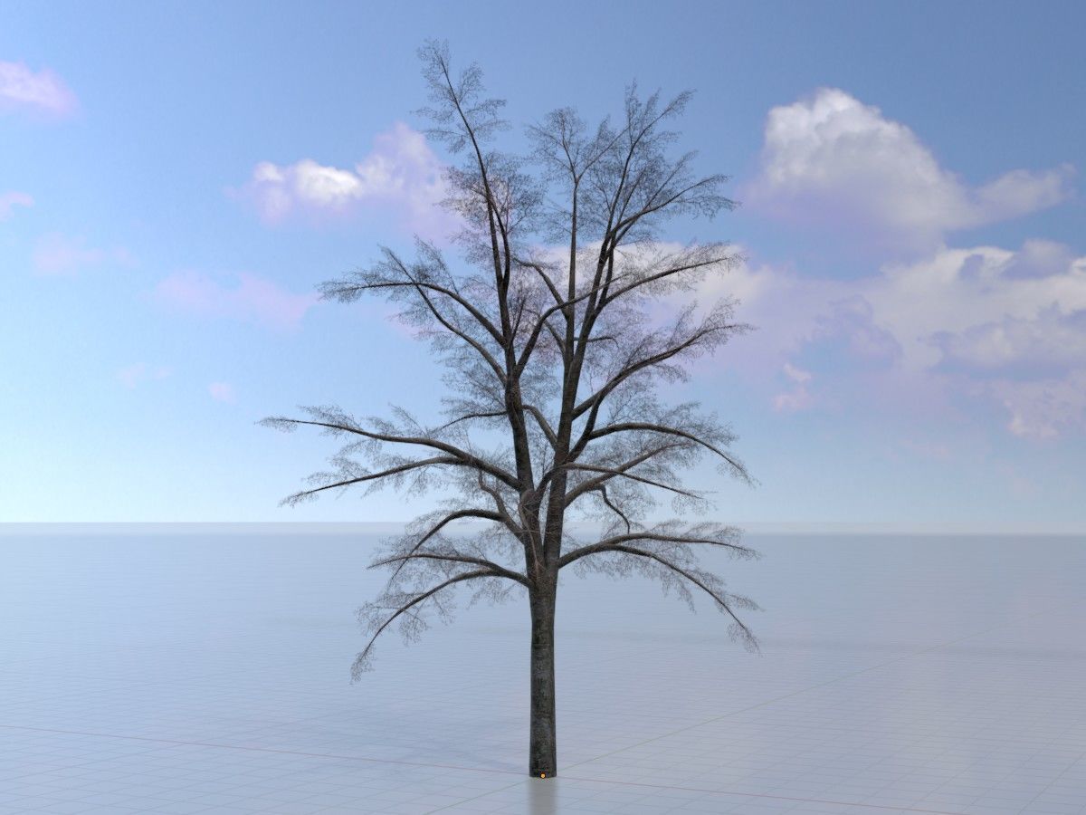 Hazelnut Tree Winter Package 3D Model Collection_93