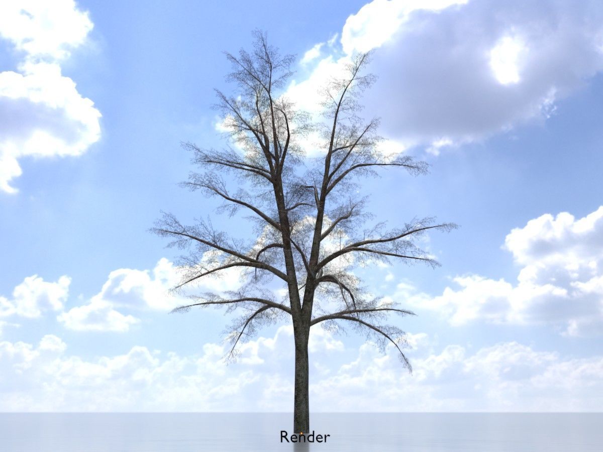 Hazelnut Tree Winter Package 3D Model Collection_103