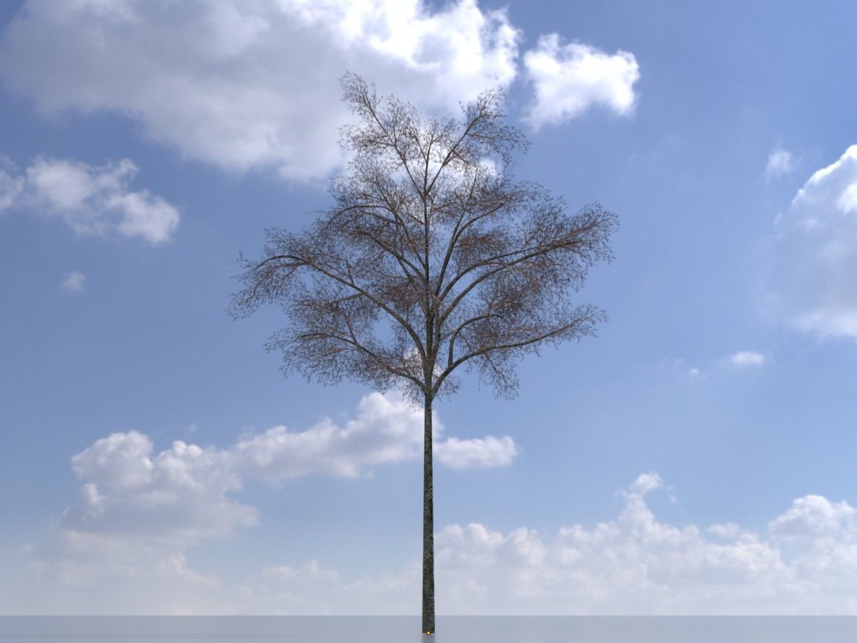 Hazelnut Tree Winter Package 3D Model Collection_32