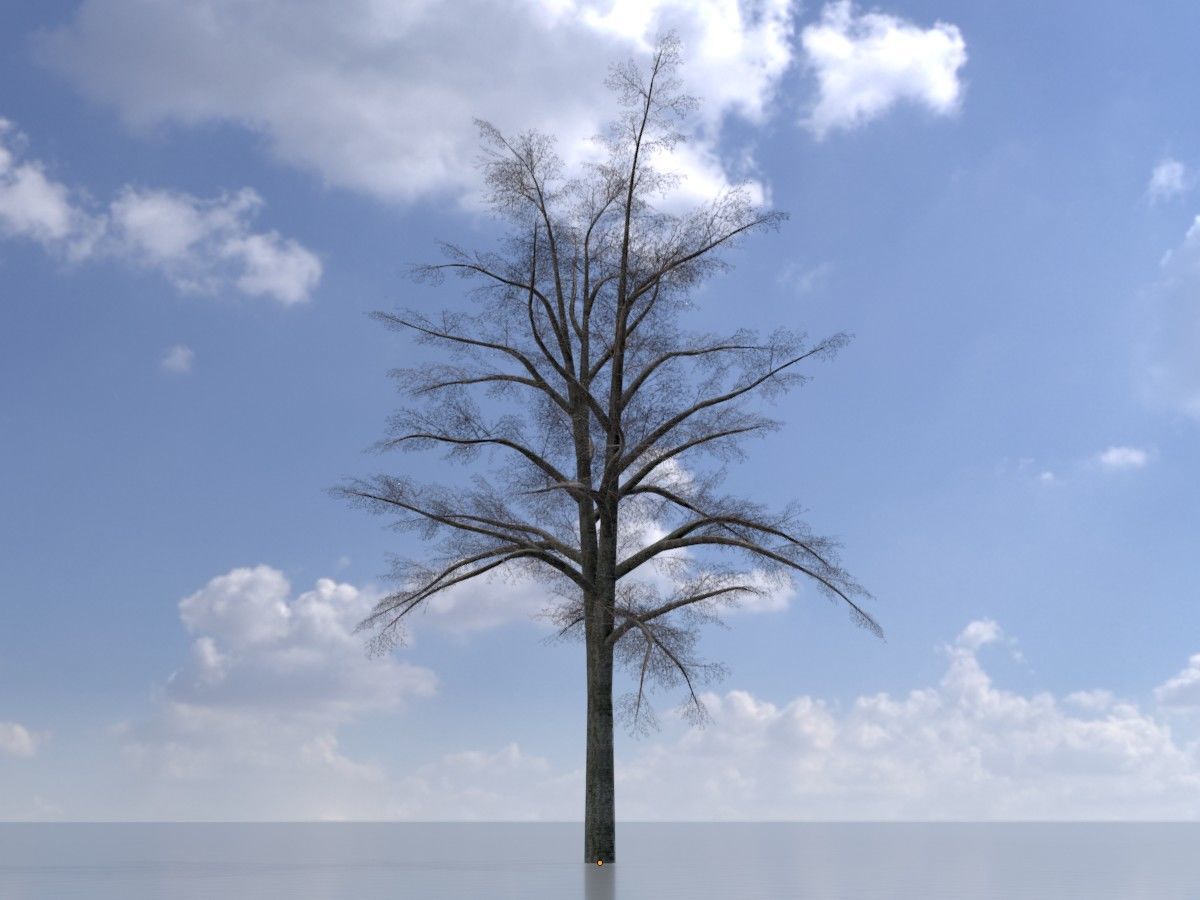 Hazelnut Tree Winter Package 3D Model Collection_92