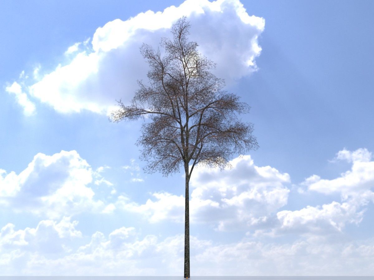 Hazelnut Tree Winter Package 3D Model Collection_31