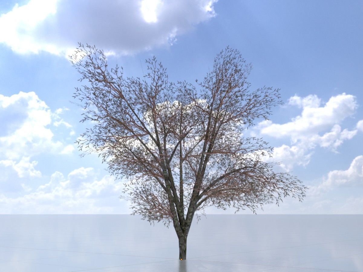 Hazelnut Tree Winter Package 3D Model Collection_7