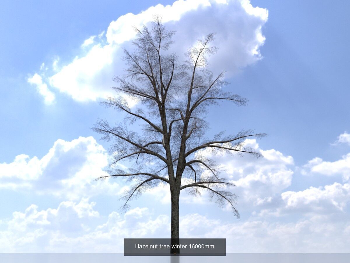 Hazelnut Tree Winter Package 3D Model Collection_14
