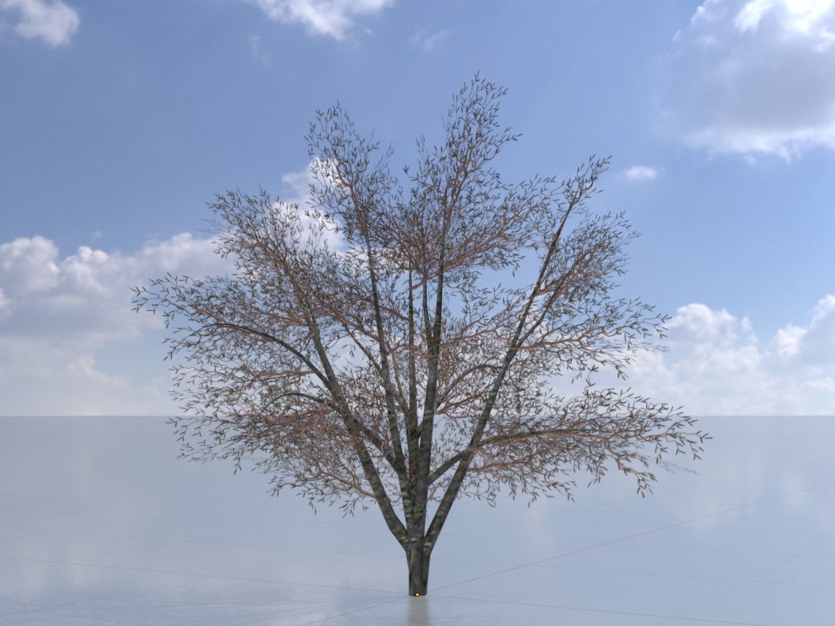 Hazelnut Tree Winter Package 3D Model Collection_9