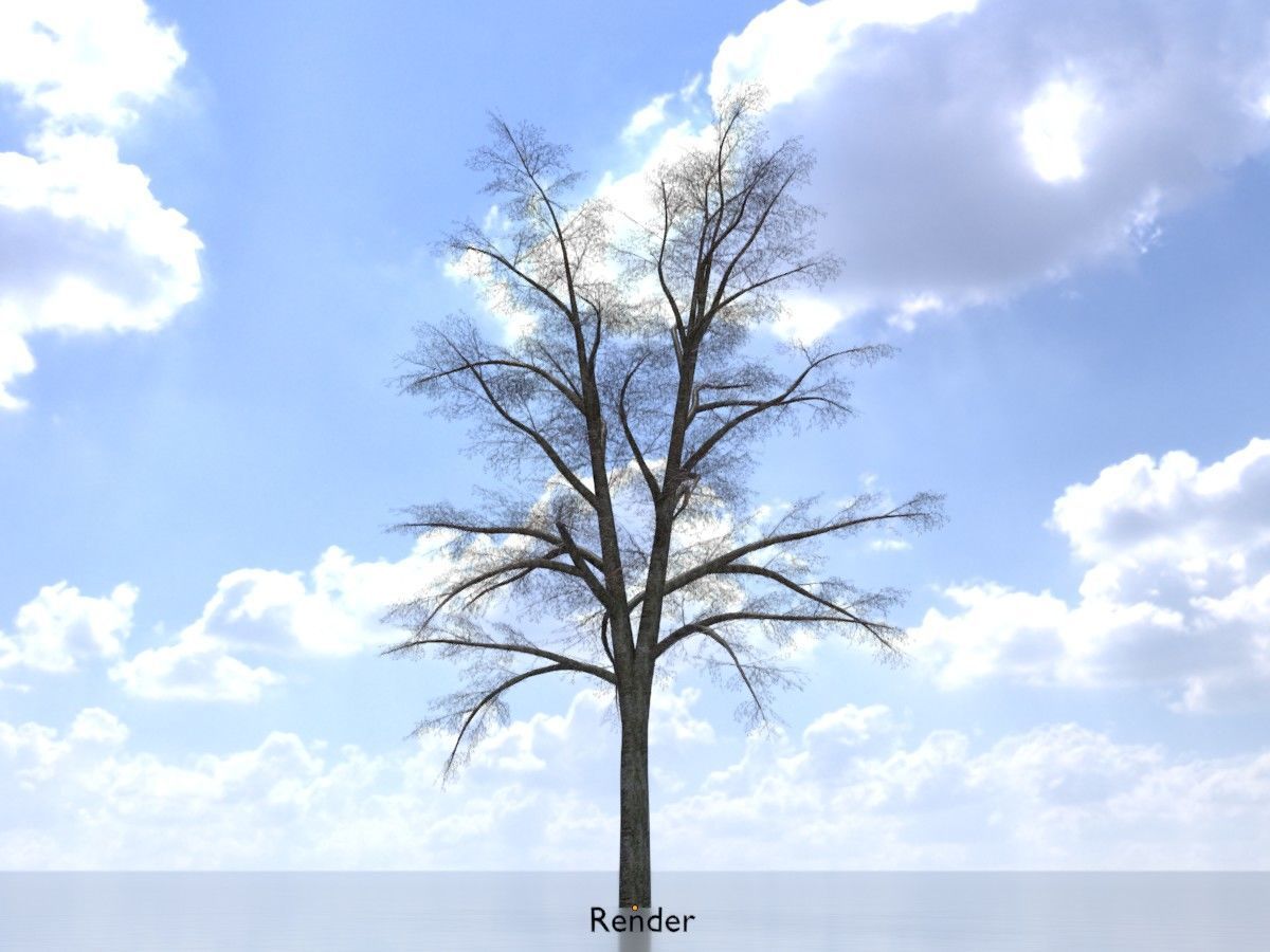 Hazelnut Tree Winter Package 3D Model Collection_83