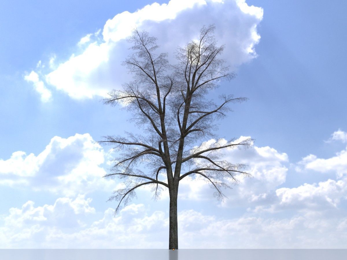 Hazelnut Tree Winter Package 3D Model Collection_71