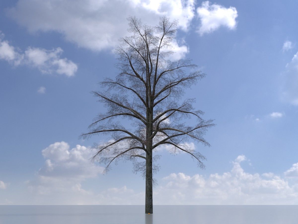 Hazelnut Tree Winter Package 3D Model Collection_72