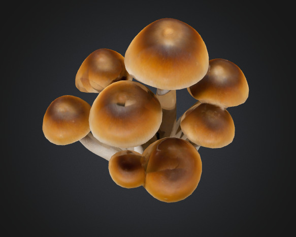 Cluster Mushroom 3D model_2
