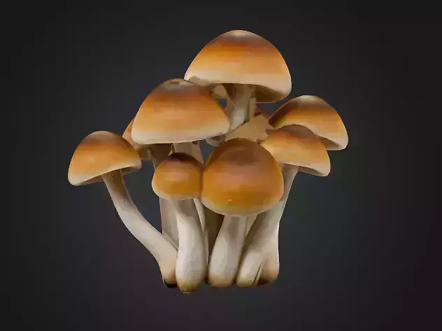 Cluster Mushroom 3D model