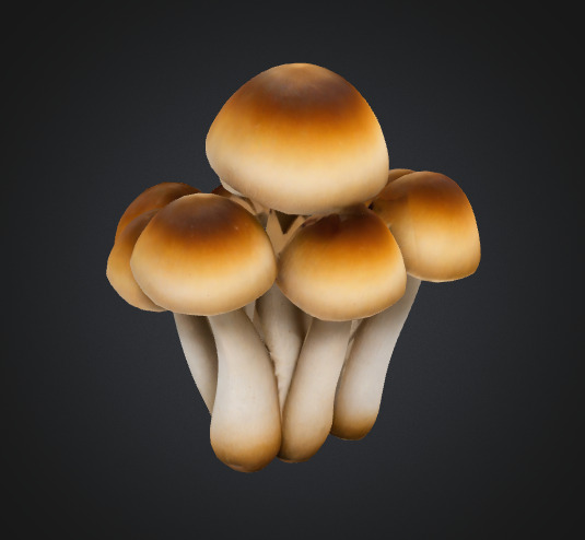 Cluster Mushroom 3D model_1