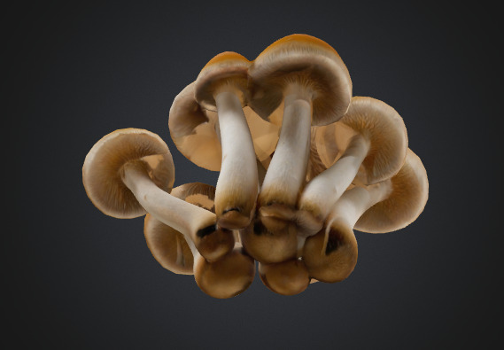 Cluster Mushroom 3D model_3