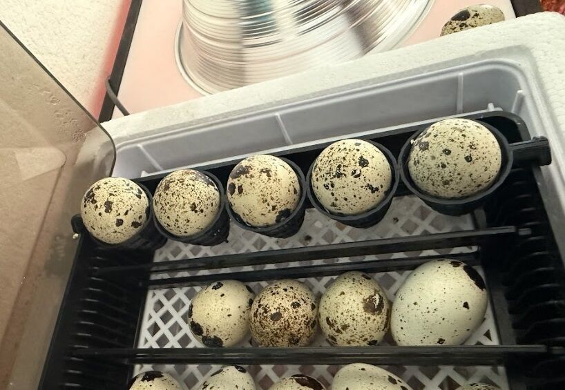 12 Egg mini Incubator x30 Quail Egg Turner Tilt Tray Insert free 3D ...