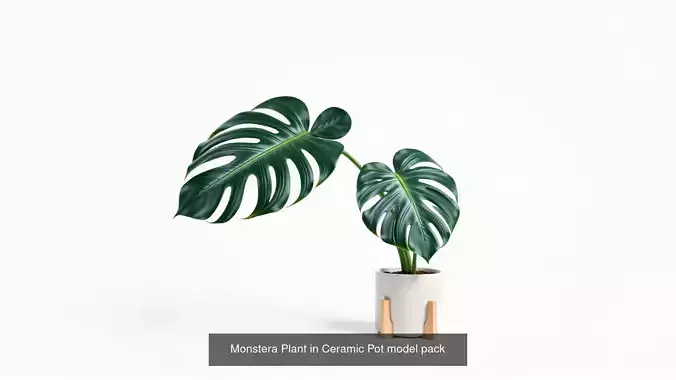Tropical Leaves Monstera and Alocasia Pack 3D Model Collection