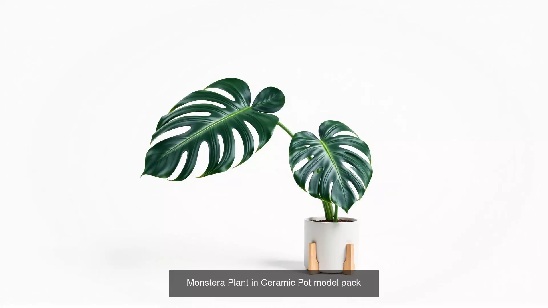 Tropical Leaves Monstera and Alocasia Pack 3D Model Collection_0
