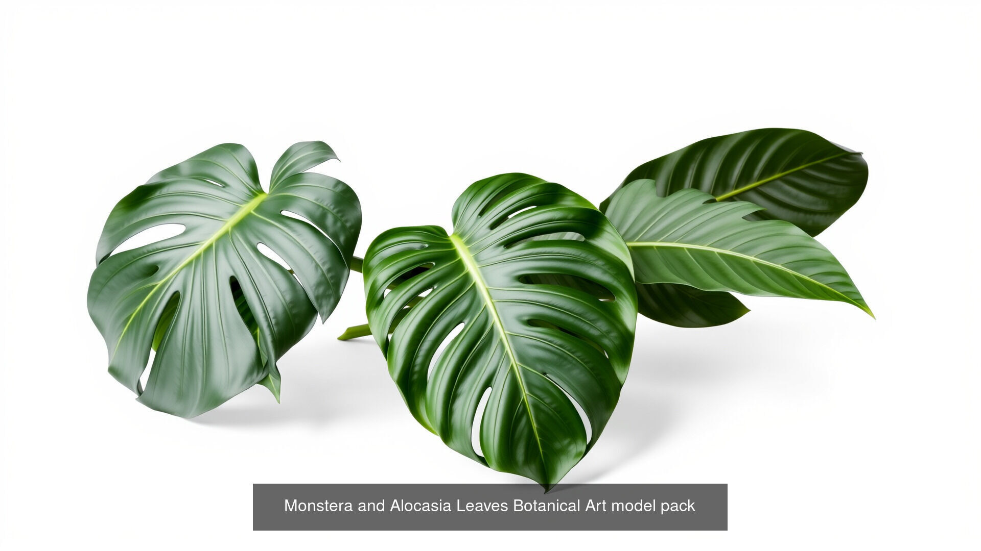 Tropical Leaves Monstera and Alocasia Pack 3D Model Collection_1