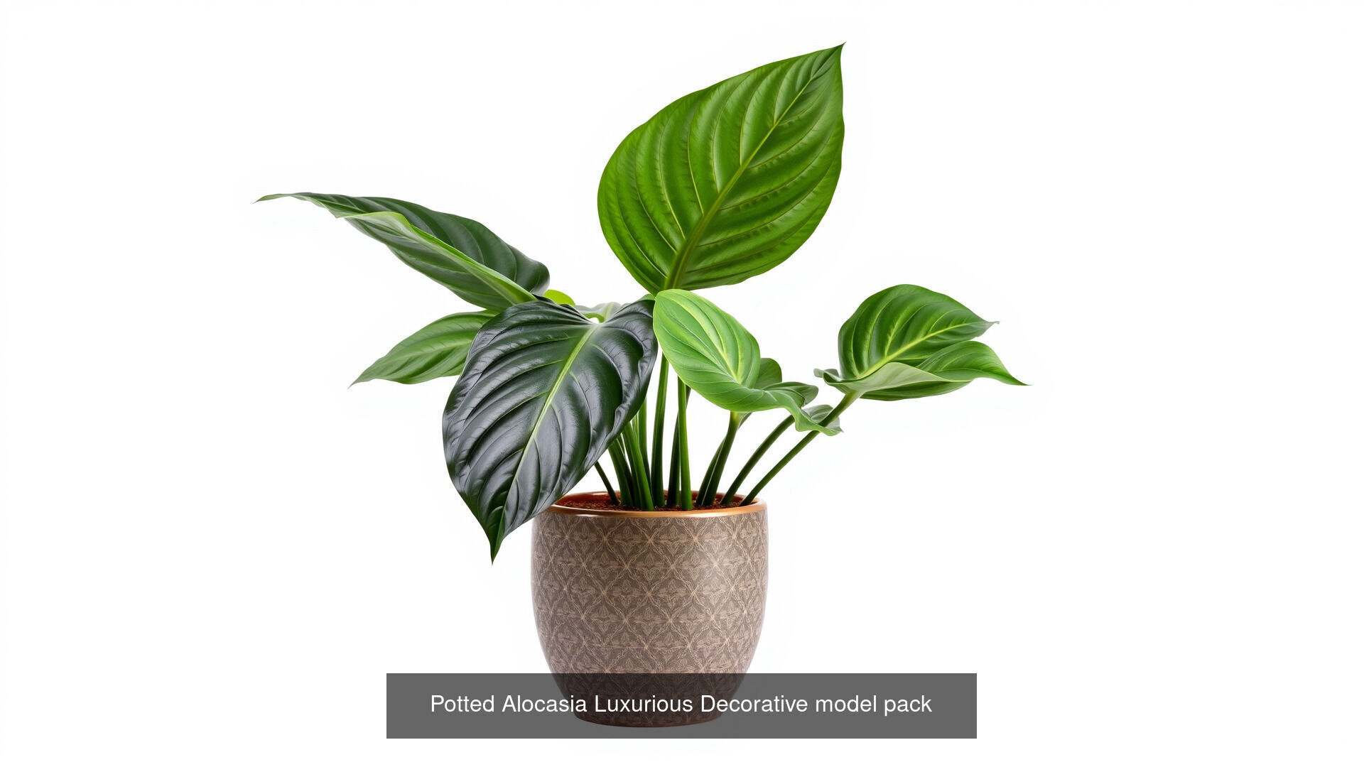 Tropical Leaves Monstera and Alocasia Pack 3D Model Collection_7