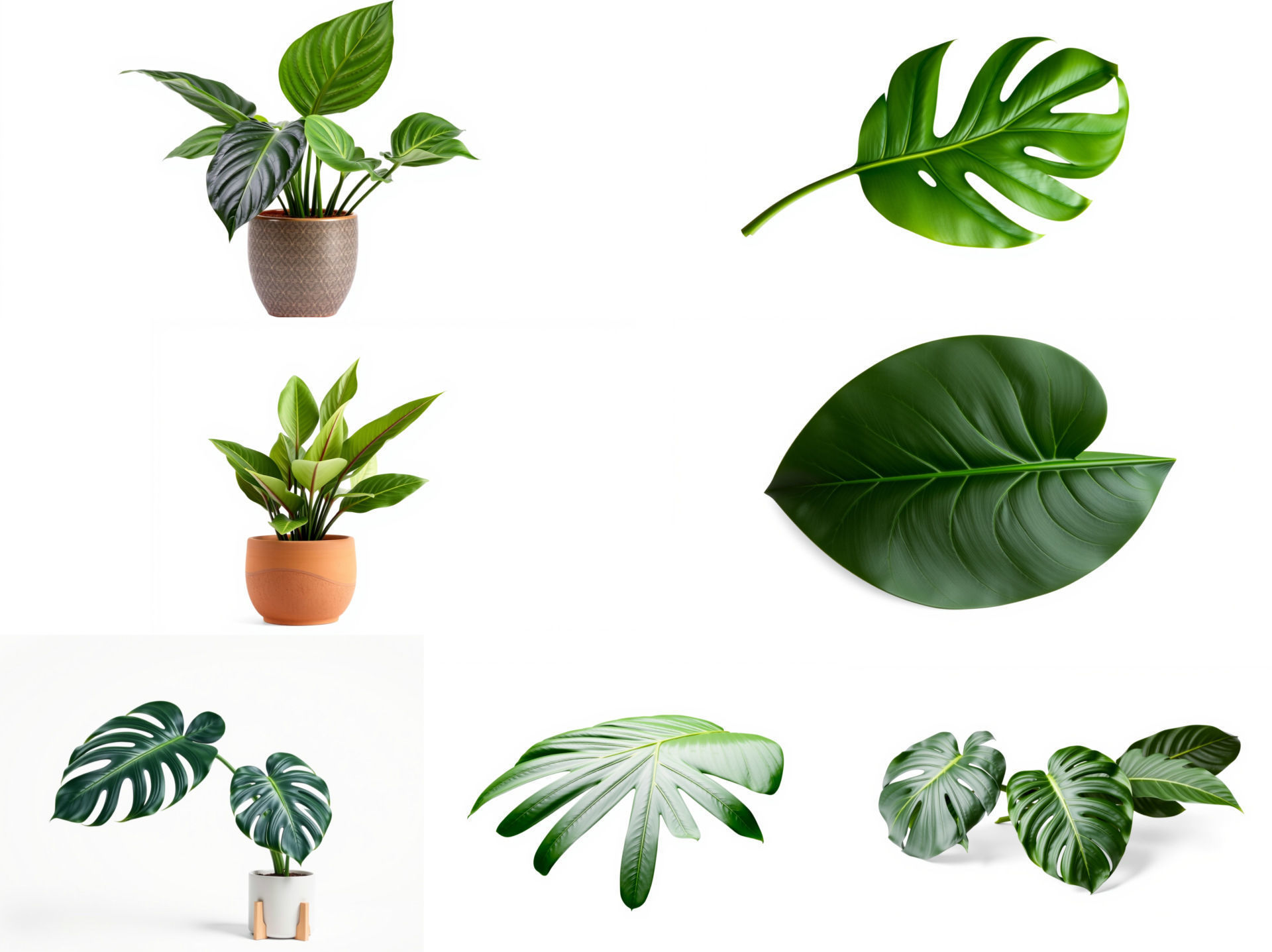 Tropical Leaves Monstera and Alocasia Pack 3D Model Collection_3