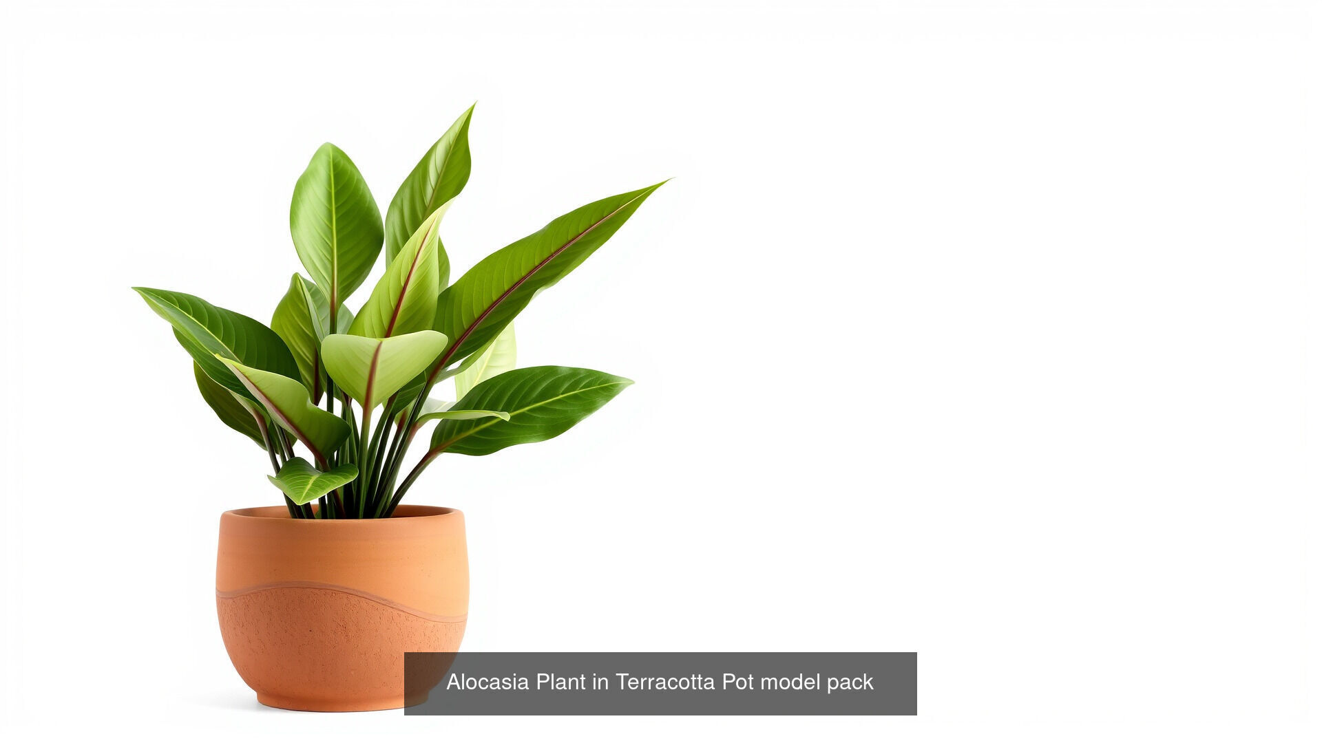 Tropical Leaves Monstera and Alocasia Pack 3D Model Collection_5