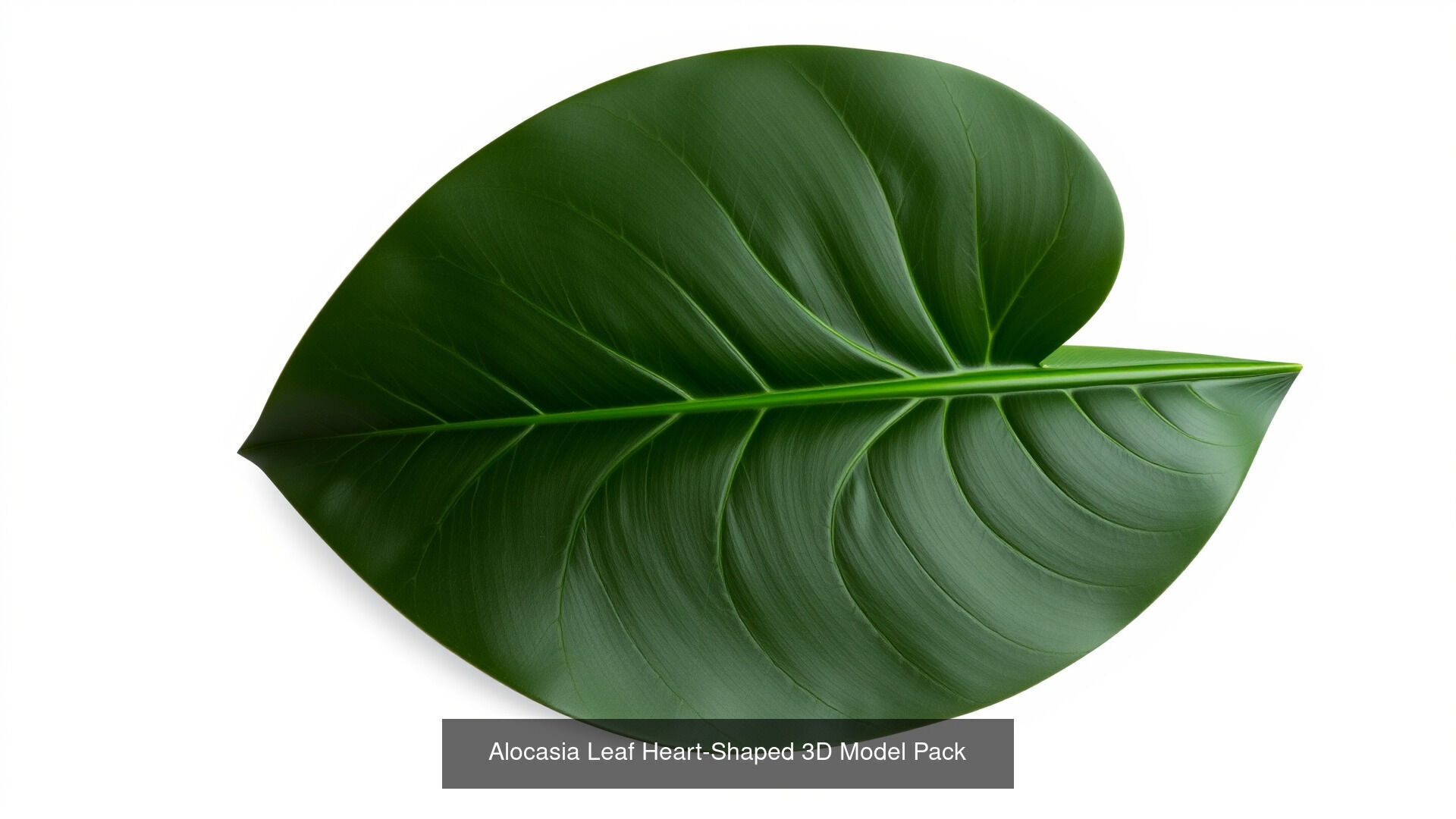 Tropical Leaves Monstera and Alocasia Pack 3D Model Collection_4
