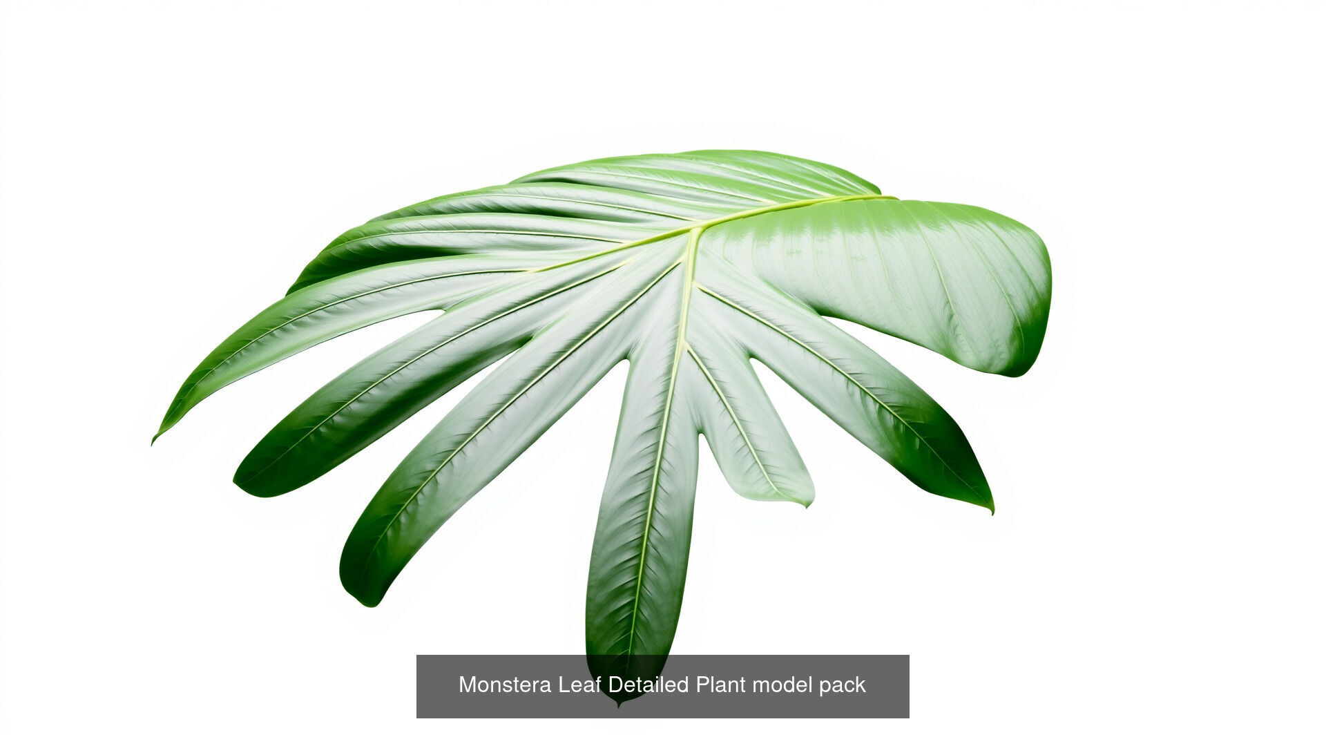 Tropical Leaves Monstera and Alocasia Pack 3D Model Collection_2