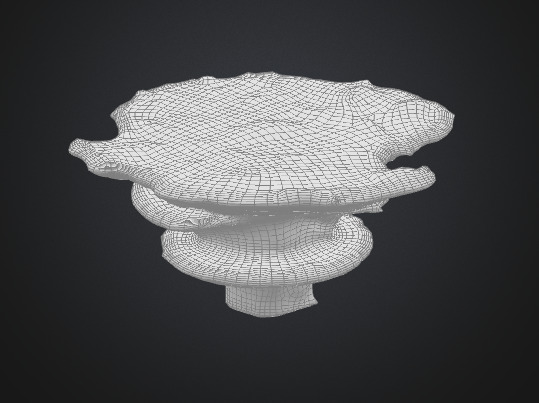 Shelf fungus 3D model_4