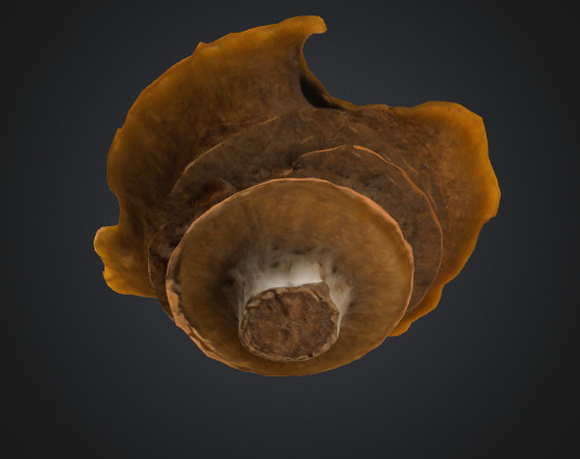 Shelf fungus 3D model_2