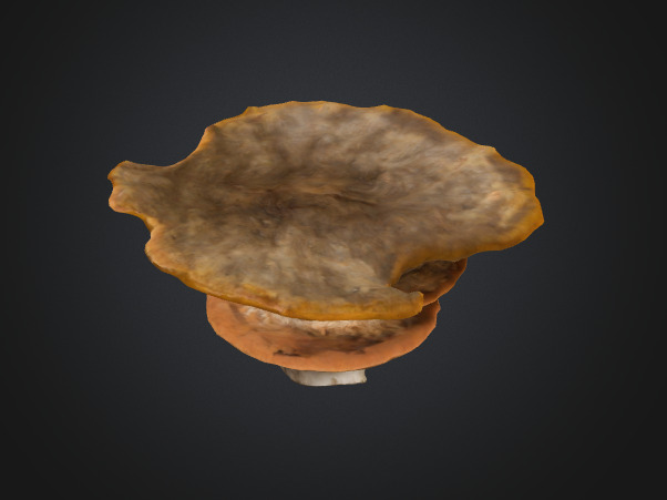 Shelf fungus 3D model_1