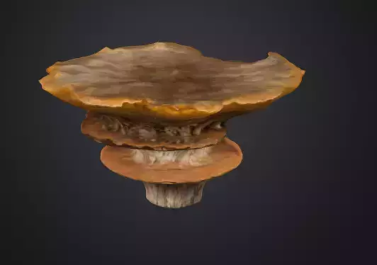 Shelf fungus 3D model