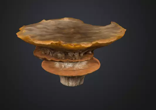 Shelf fungus 3D model_0