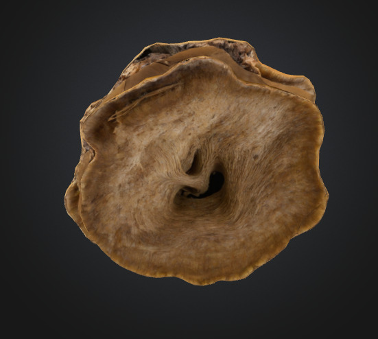 Shelf fungus 3D model_2