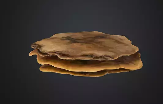 Shelf fungus 3D model